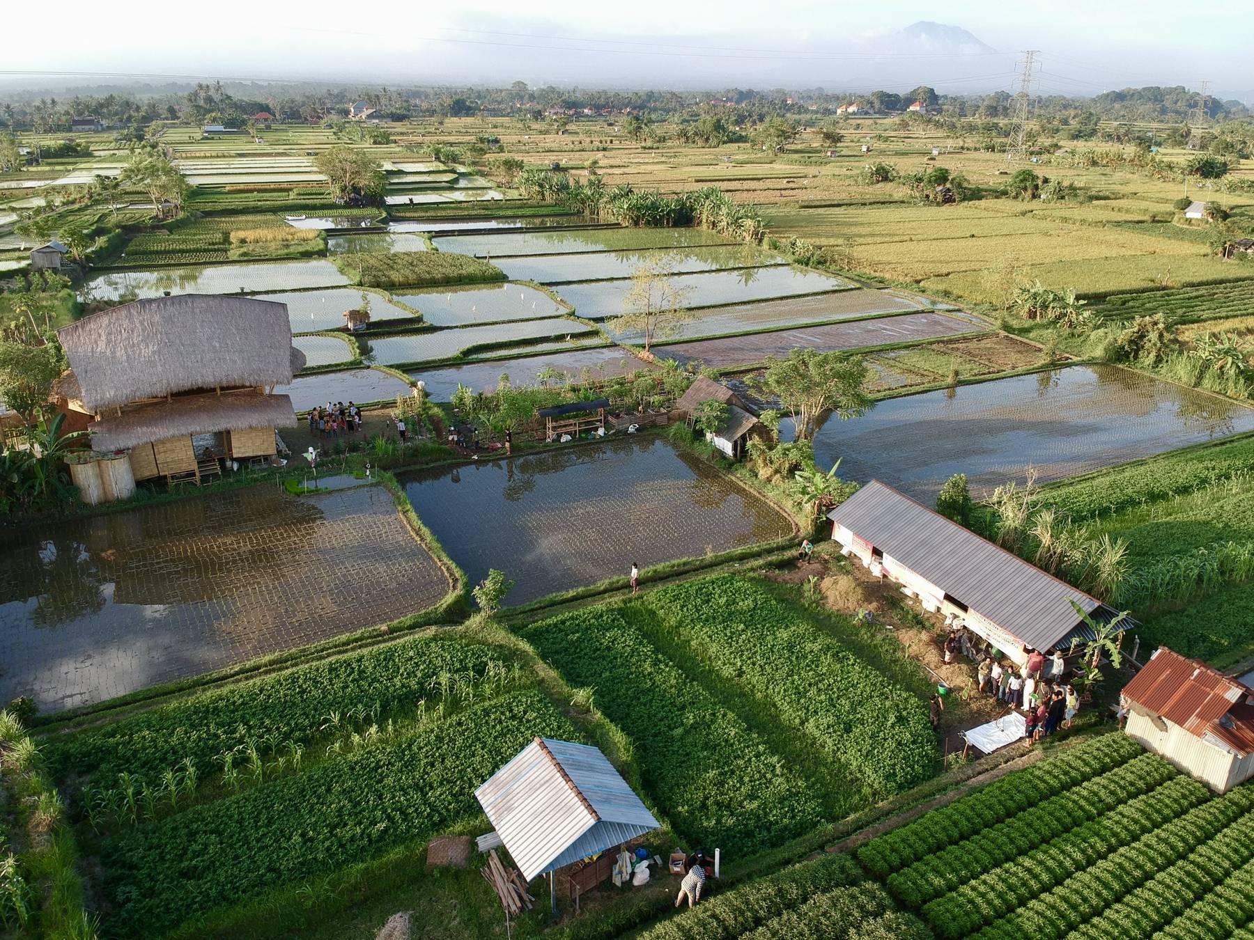 The learning center and its demonstration plots among the rice fields