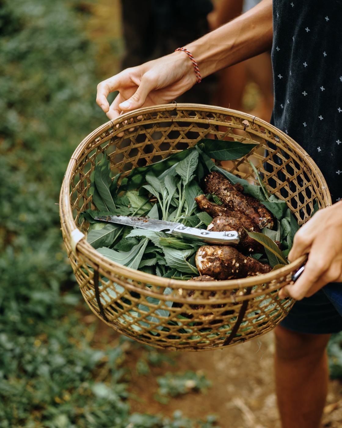 A basket of foraged leaves and plants