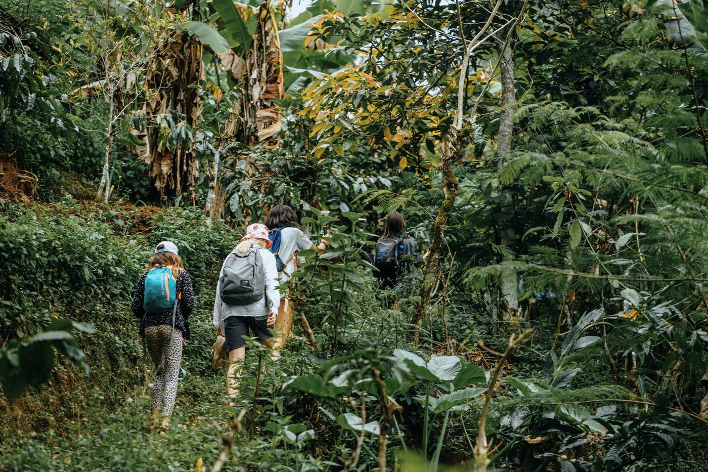 Pilgrims climbing through forest gardens
