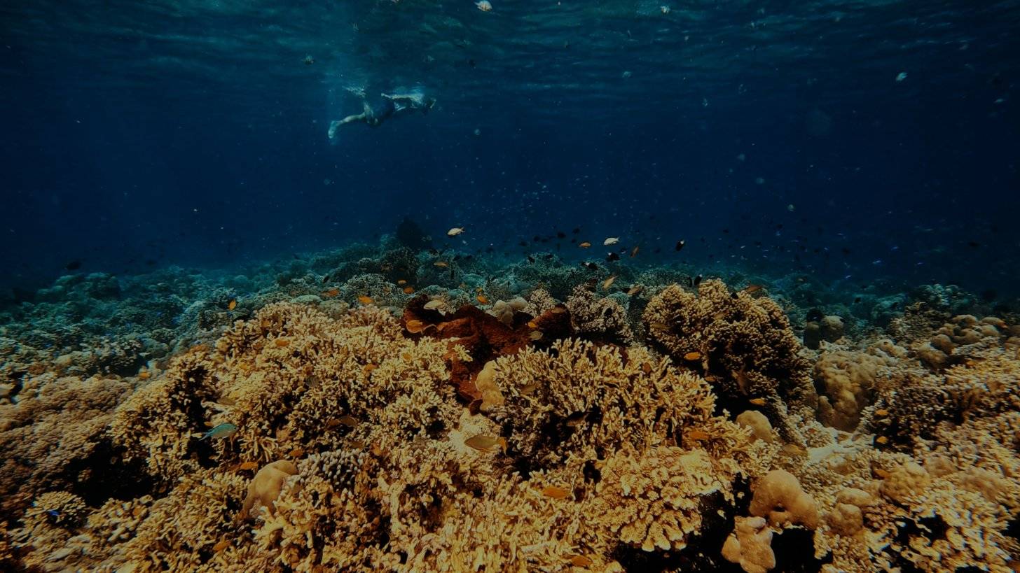 A coral reef off the coast of northwest Bali