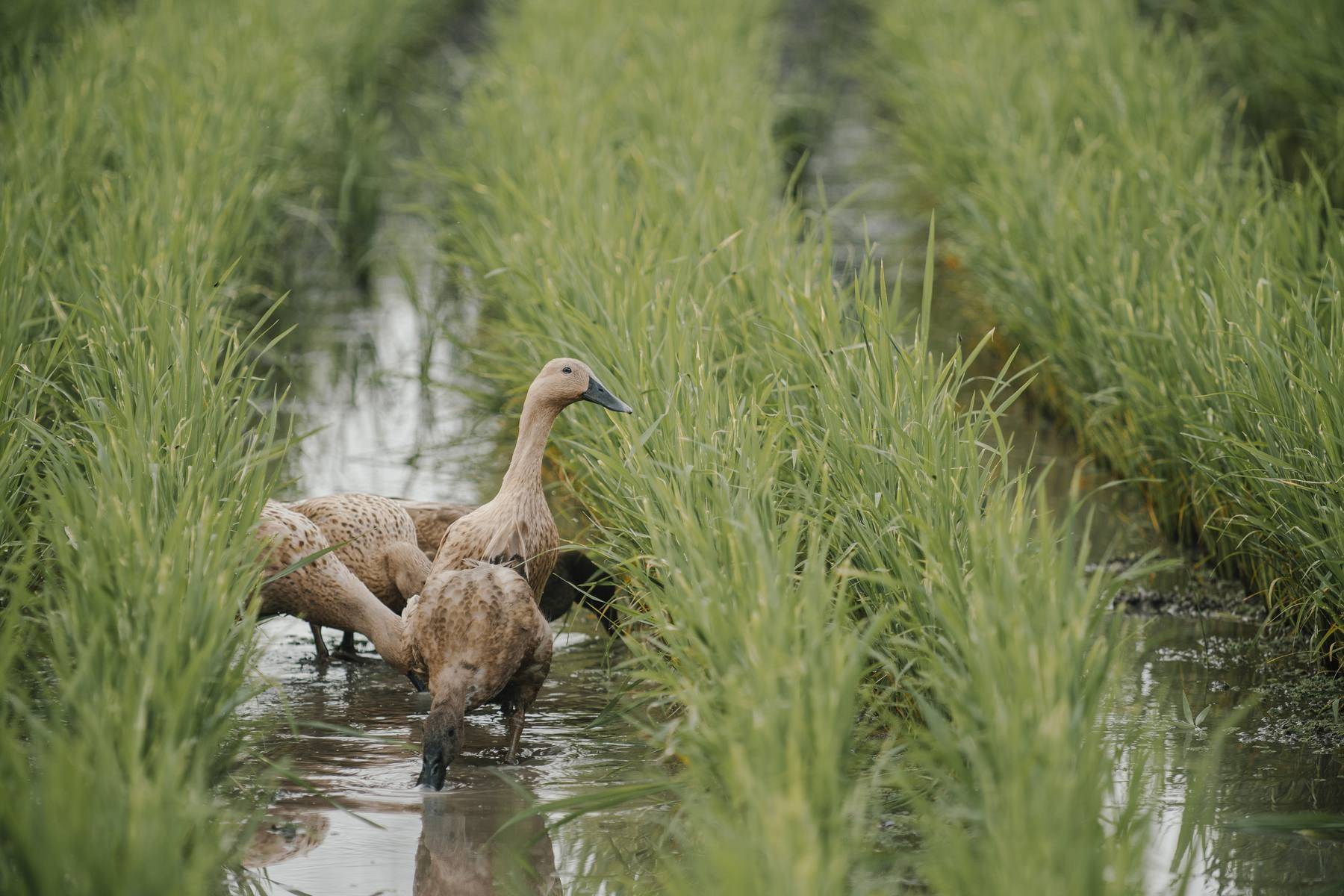 Ducks foraging between rows of rice in a flooded paddy