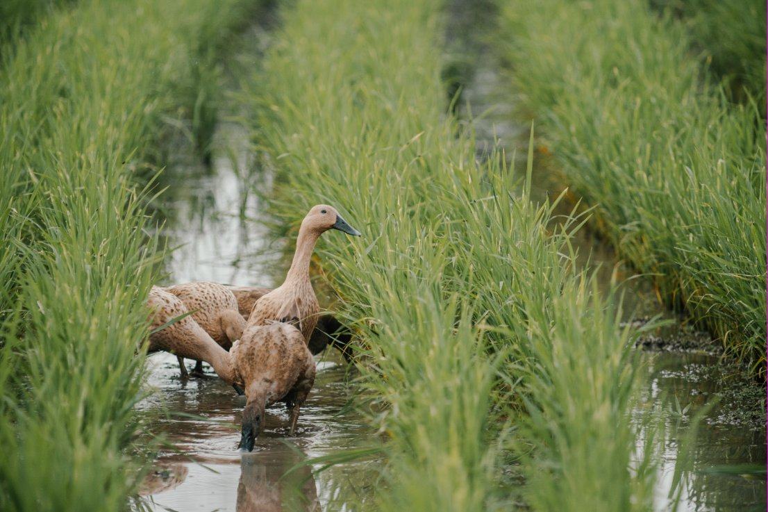 Ducks foraging between rows of young rice