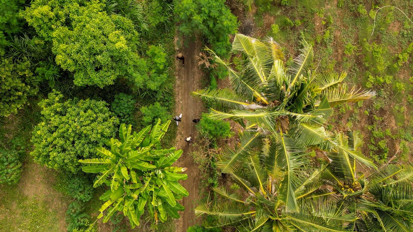 A farm path under coconut palms seen from above