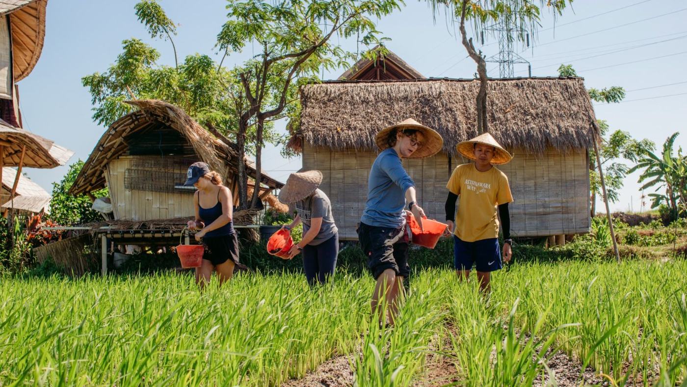 A farm tour group sowing in the paddy with our guide
