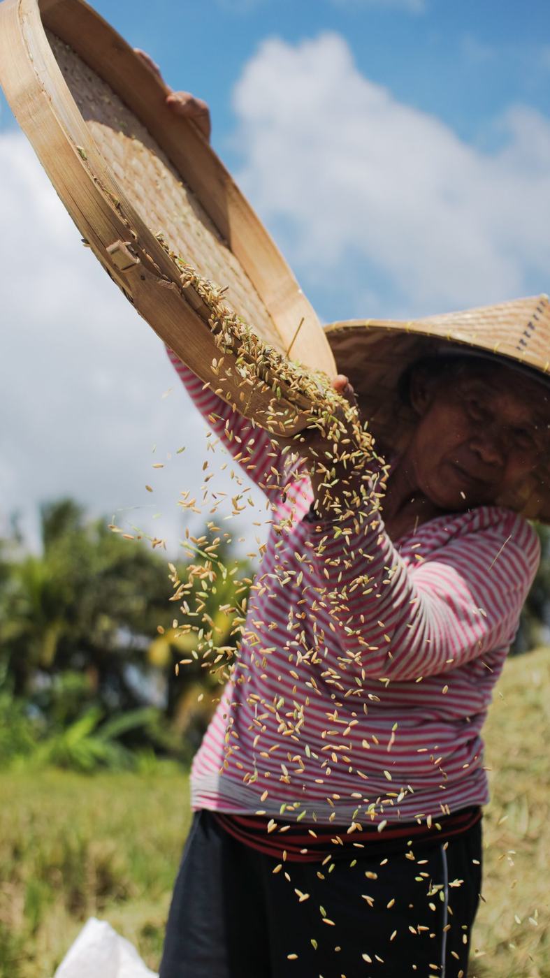 A farmer tossing rice grain on a woven tray