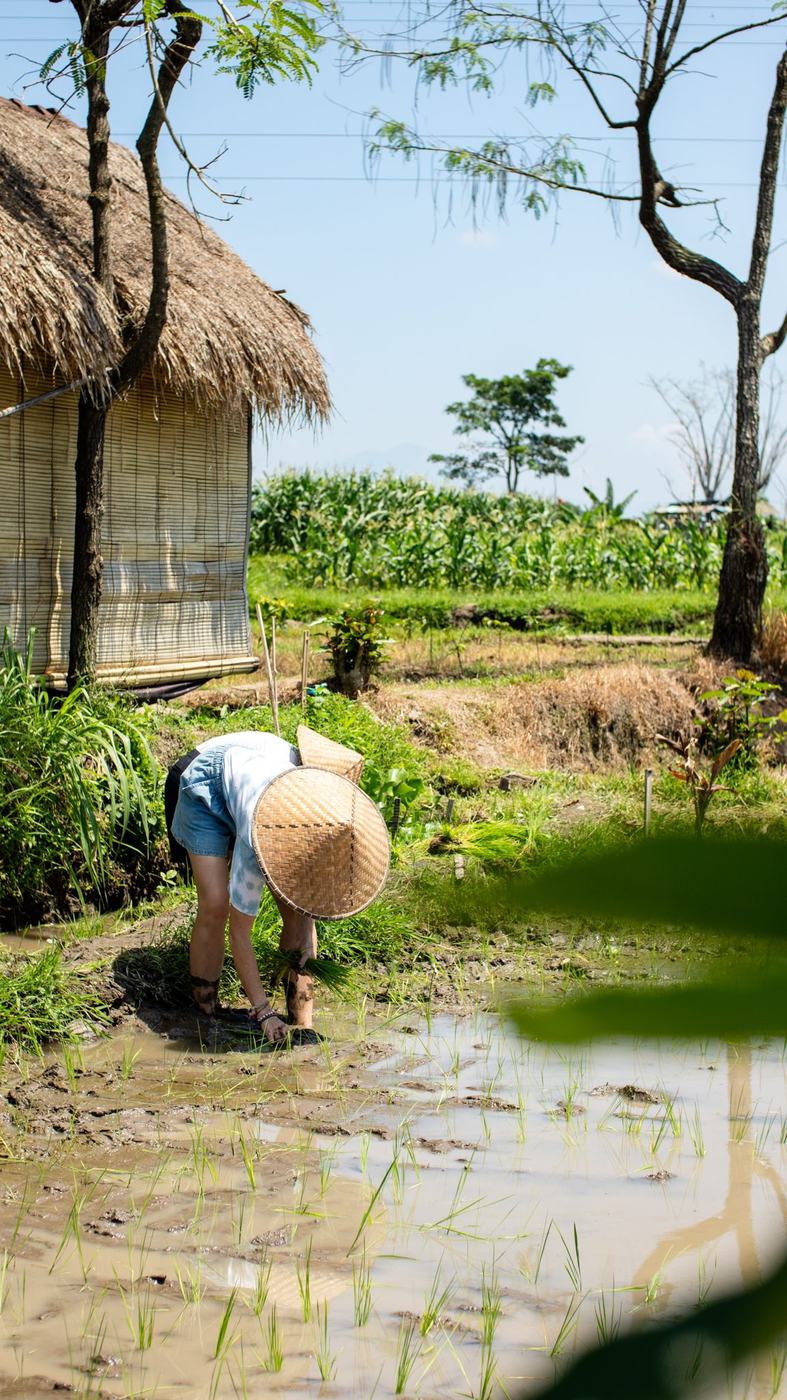 A farmer tending young rice beside a thatched hut