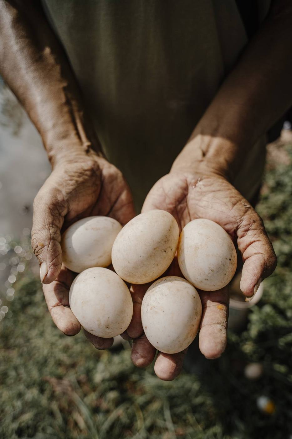 A farmer's hands holding duck eggs from the paddy