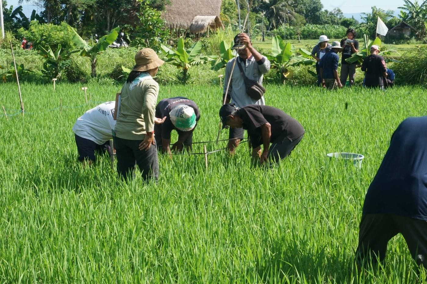Farmers working together in a green regenerative rice field