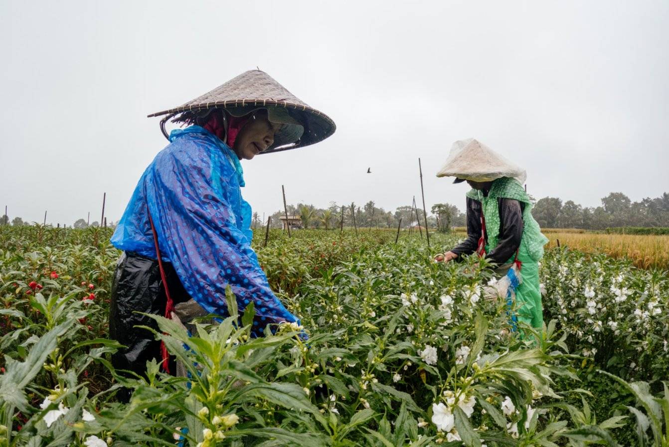 Two farmers in woven hats tending a field of flowers