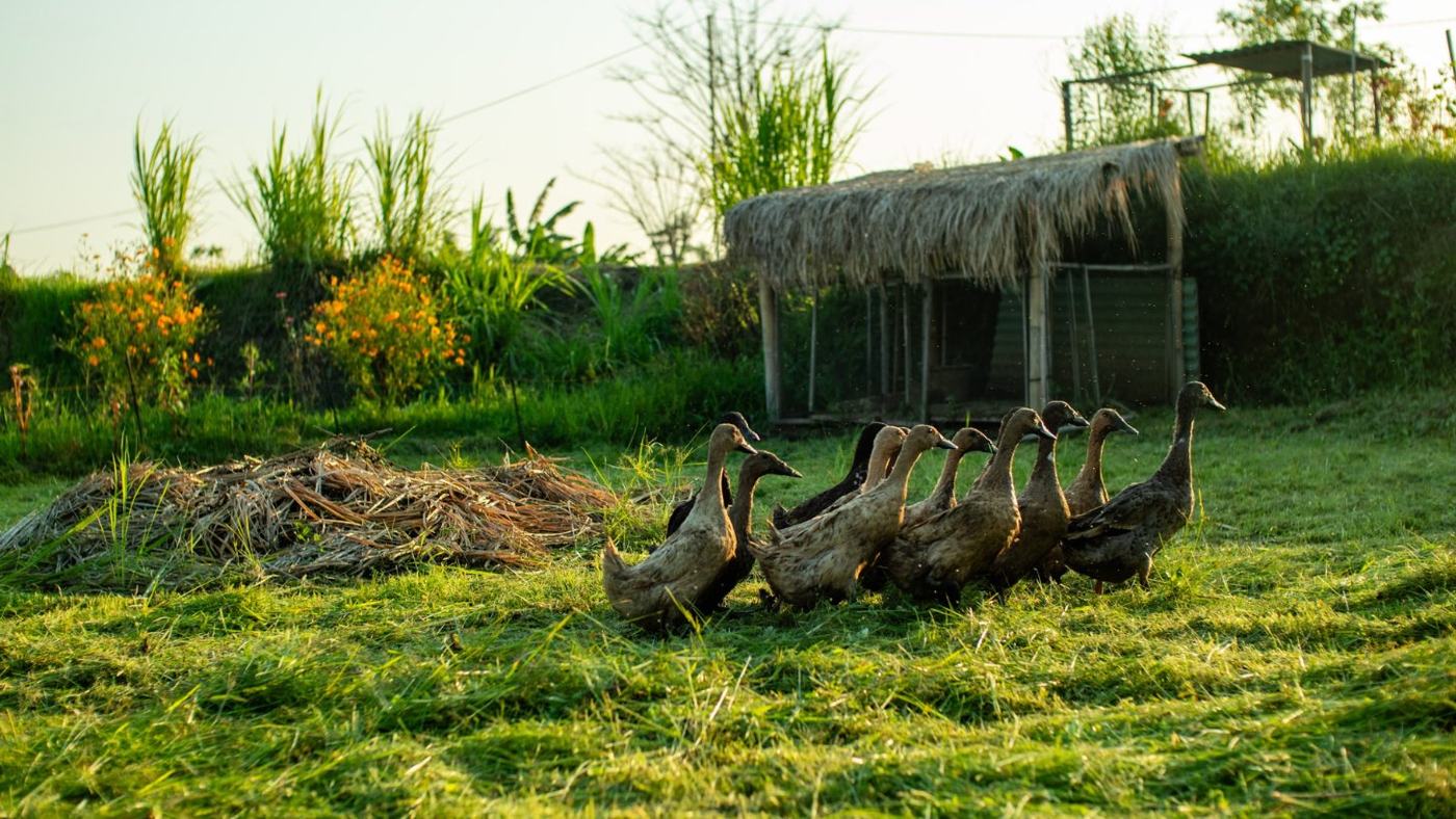 A flock of ducks heading out to the paddy at sunset
