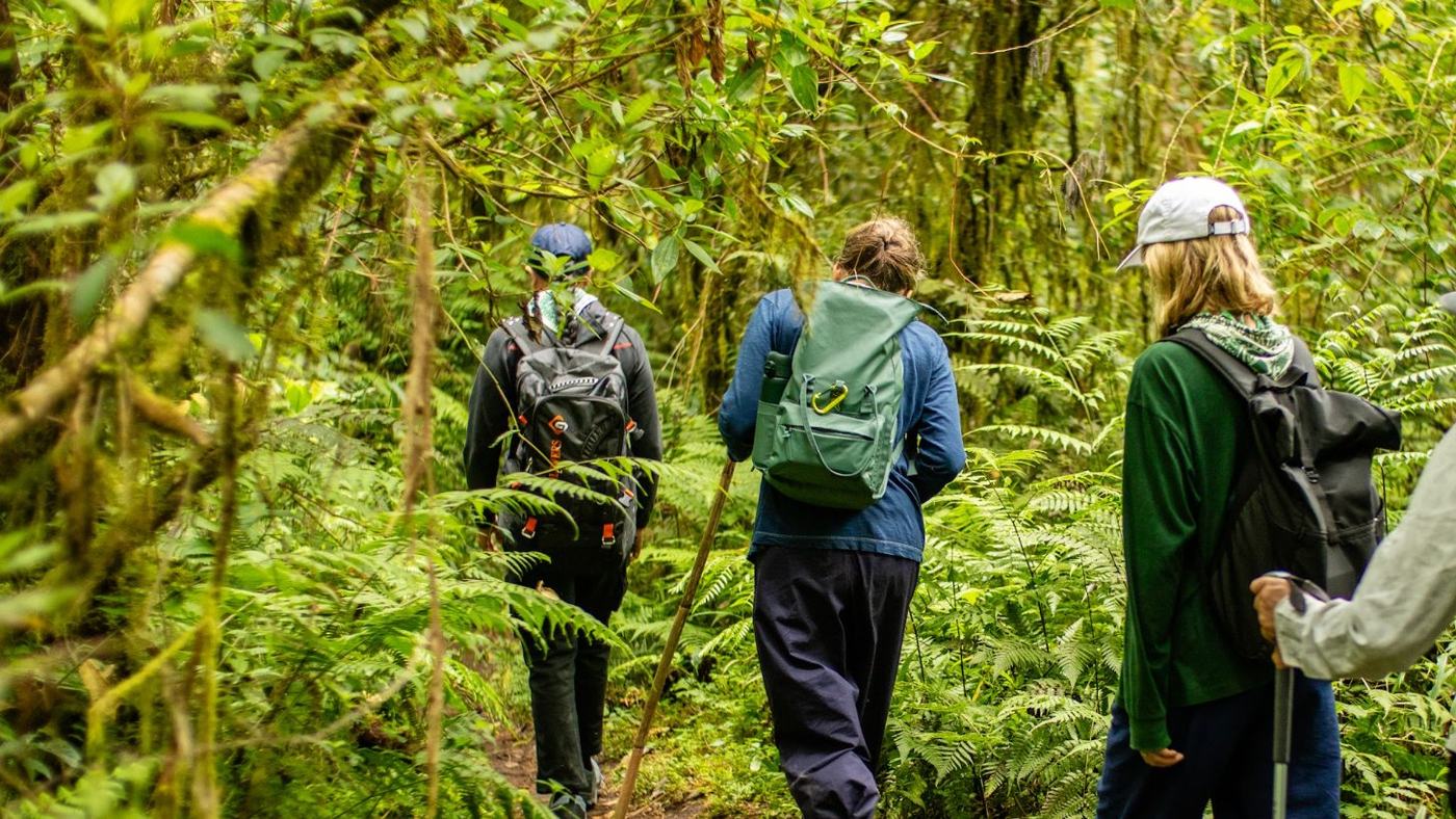 Pilgrims following a fern-lined path through the forest