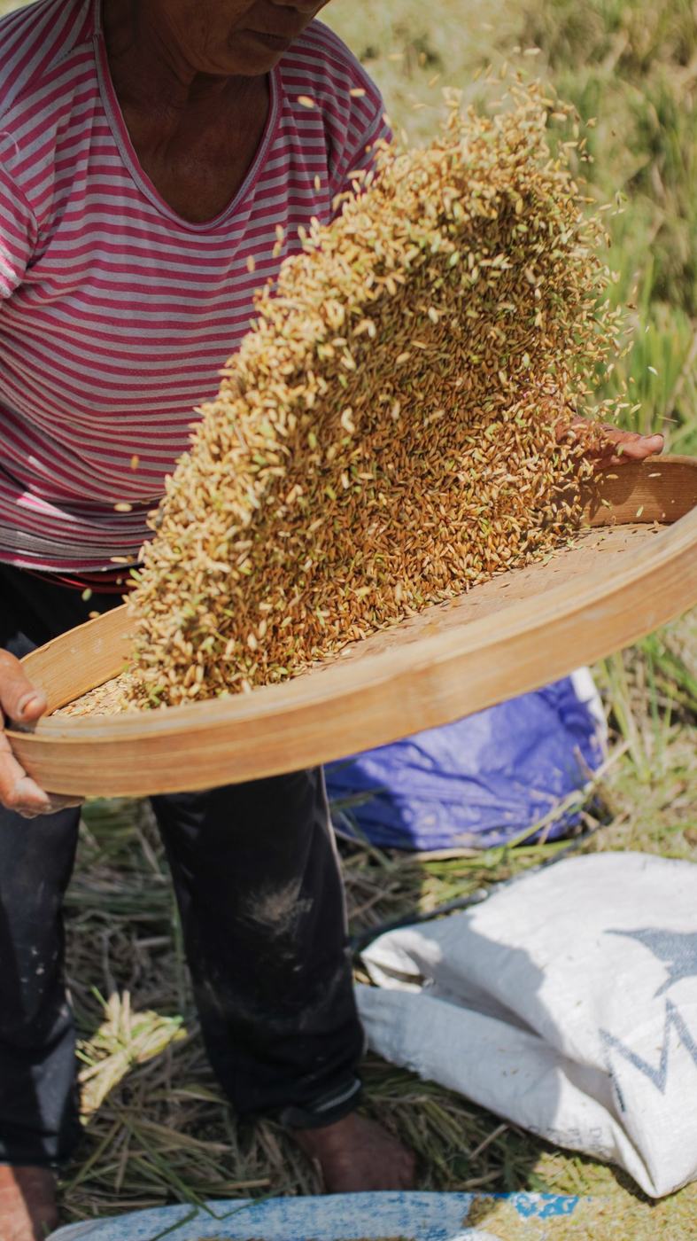 Freshly harvested rice tossed on a woven tray