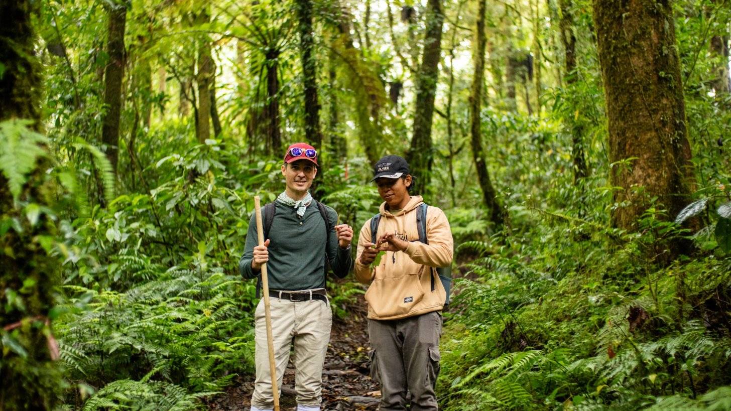 A guide showing a pilgrim a leaf on a fern-lined forest path