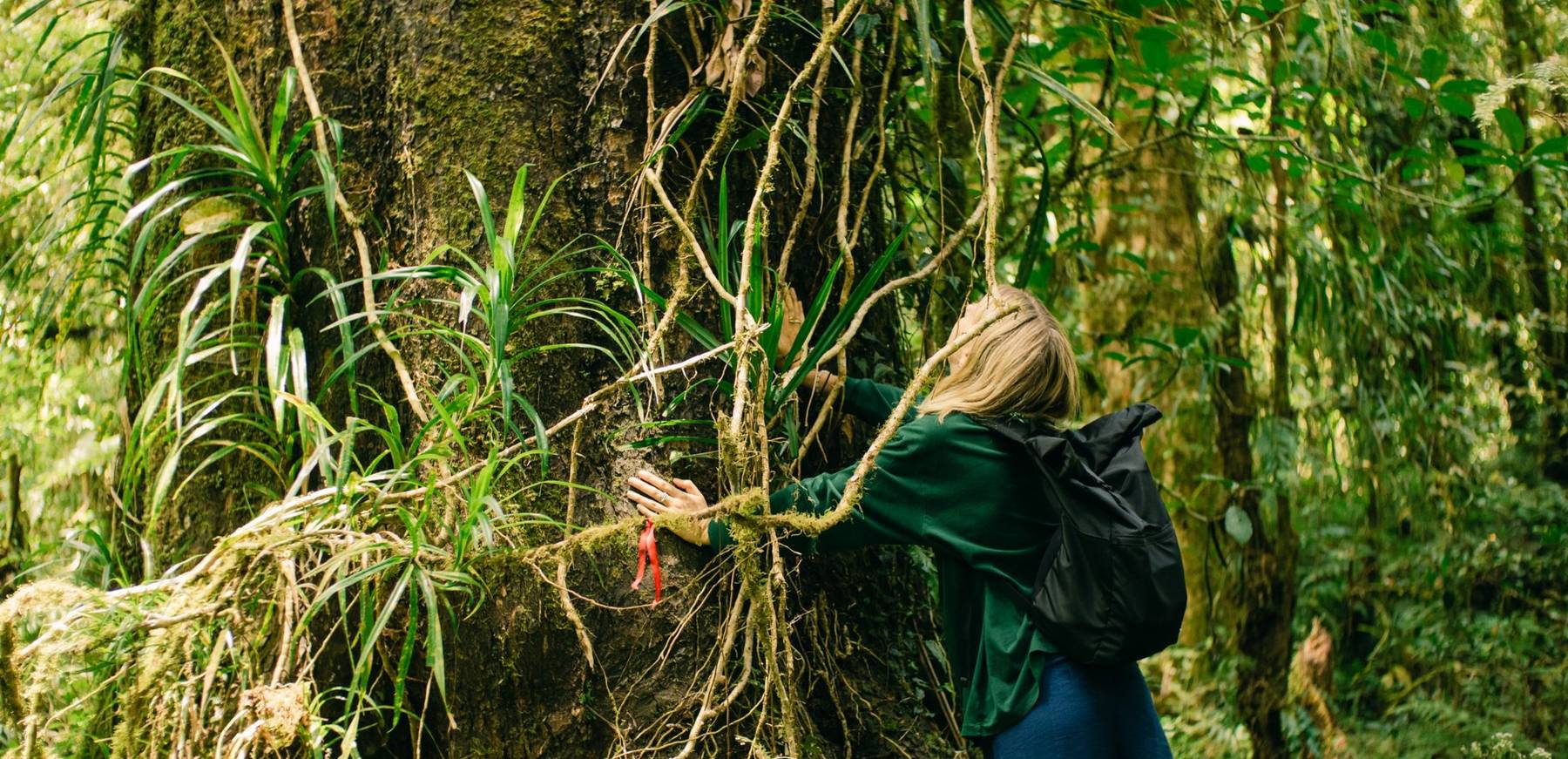 A pilgrim with her hands on the trunk of a giant forest tree