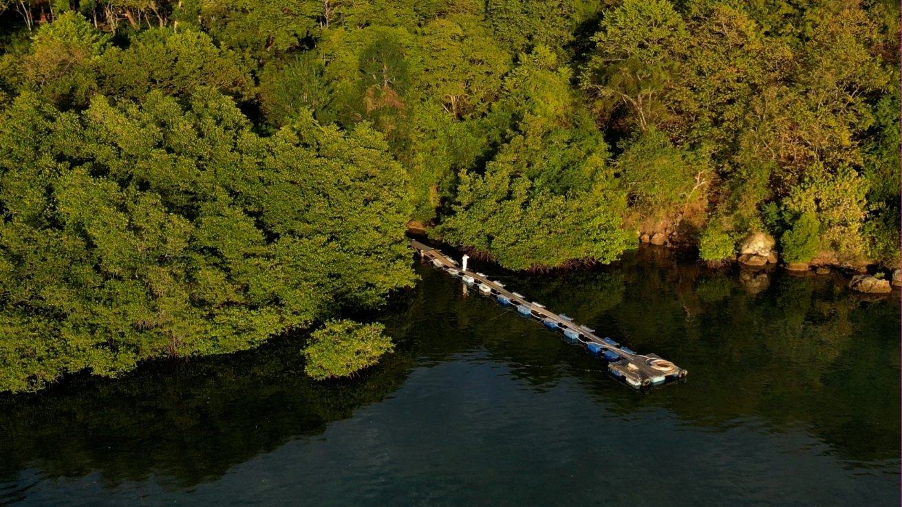 A jetty reaching out from the mangrove forest, seen from above