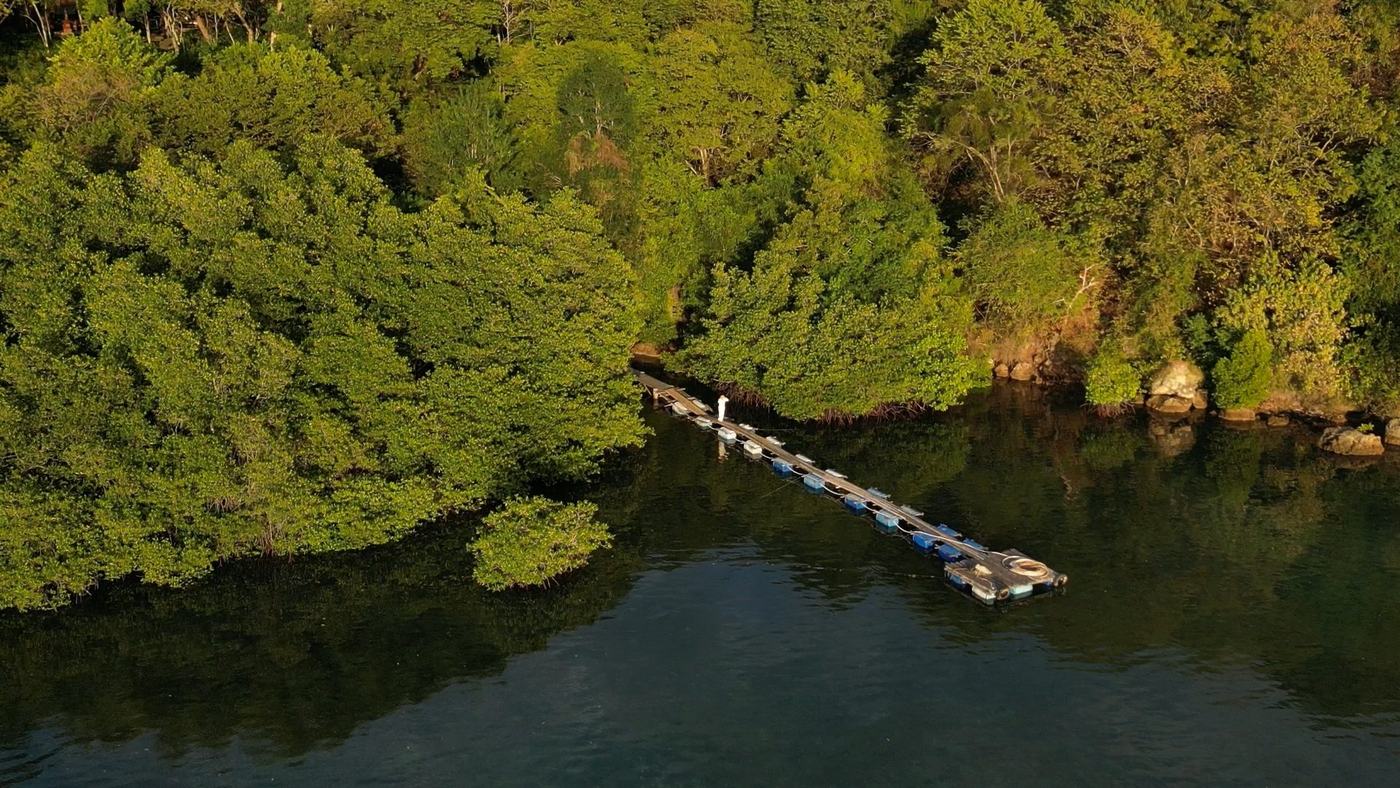 Mangrove forest and a jetty seen from above