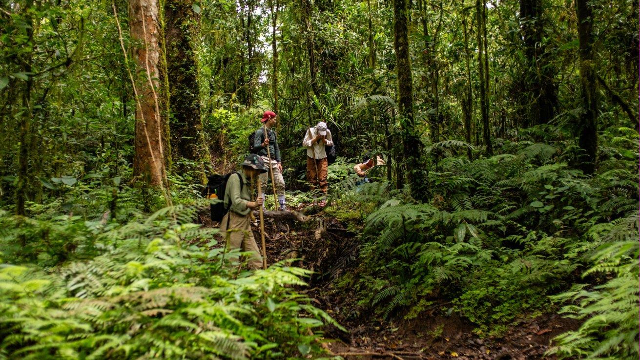 Pilgrims climbing a fern-covered path through the forest