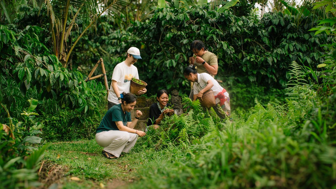 Pilgrims and their hosts picking greens in a forest garden
