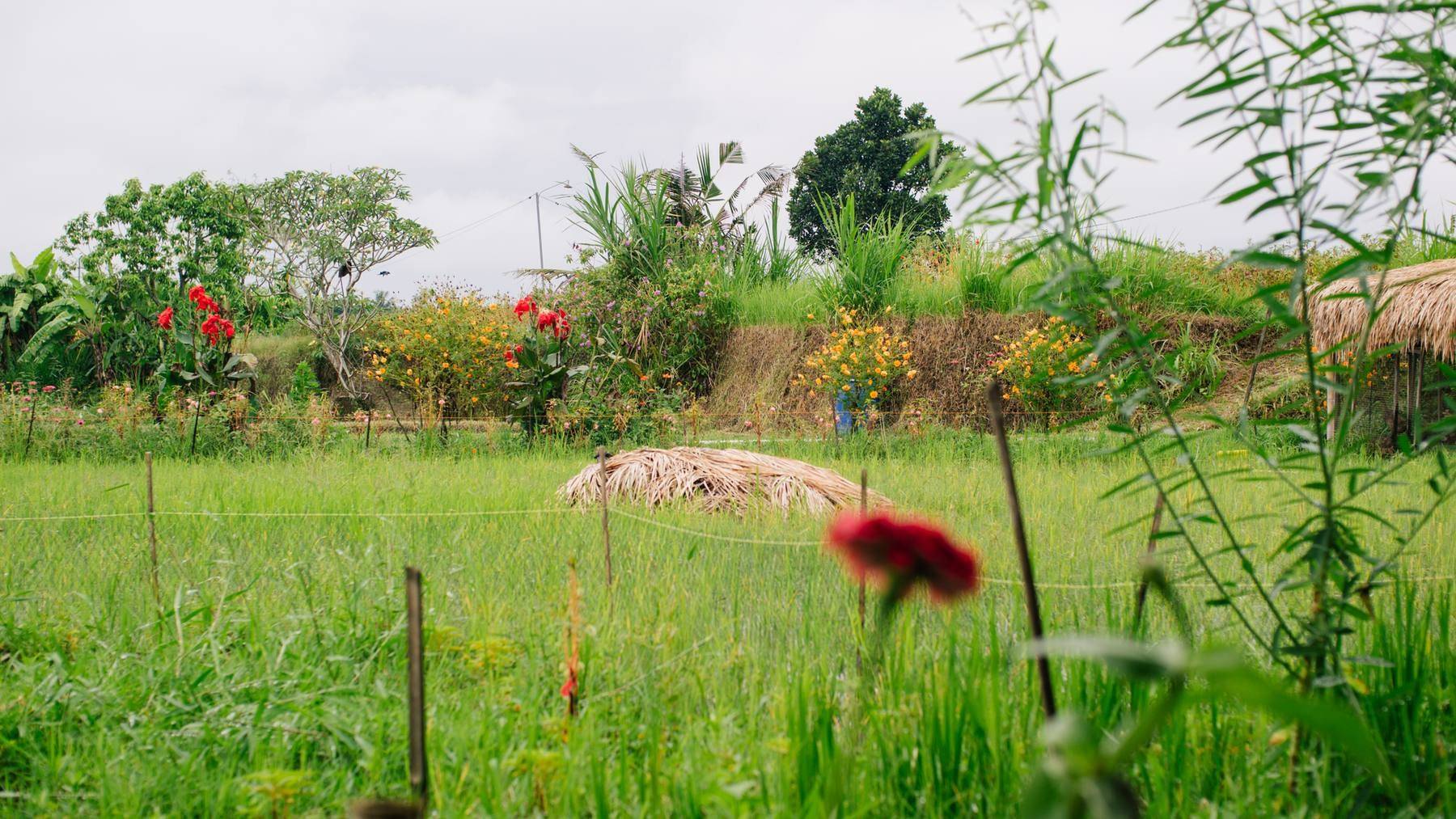 A rice field with flowering border plants and a small hut