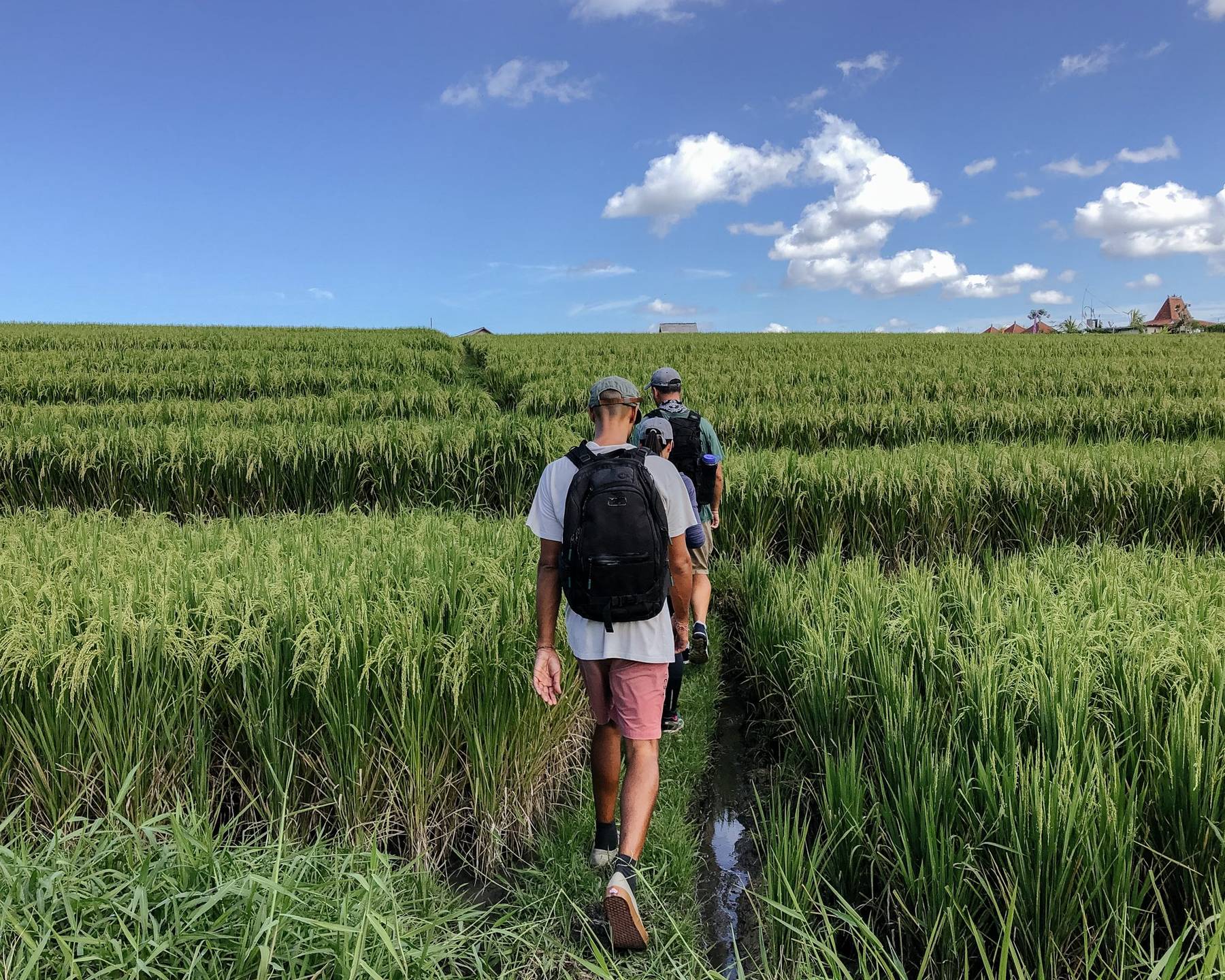 Pilgrims in single file through tall rice