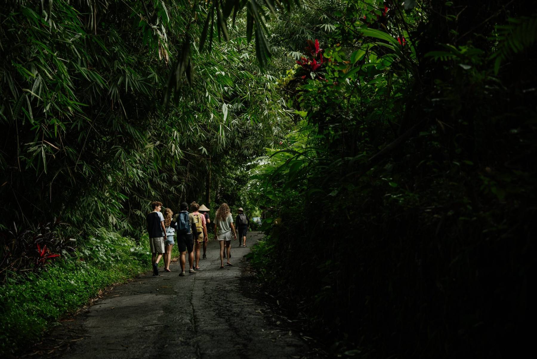 A small group walking a quiet road under giant bamboo