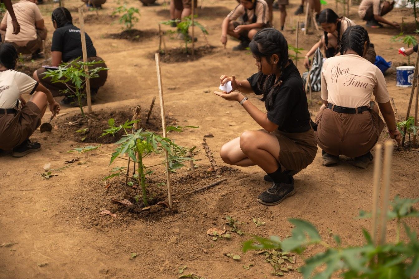 Students planting papaya seedlings in a school garden