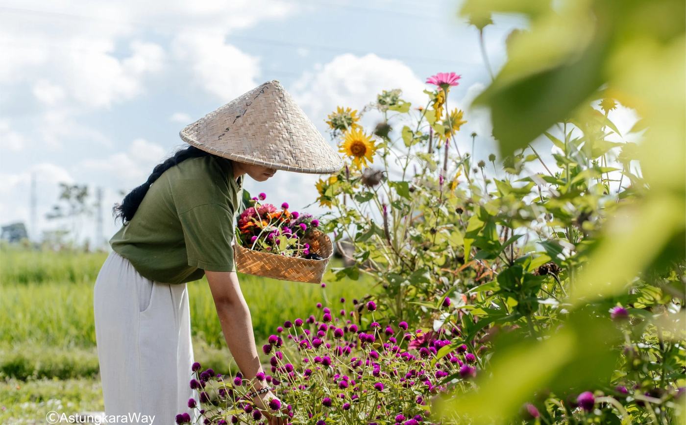 A team member harvesting flowers at the edge of a rice field
