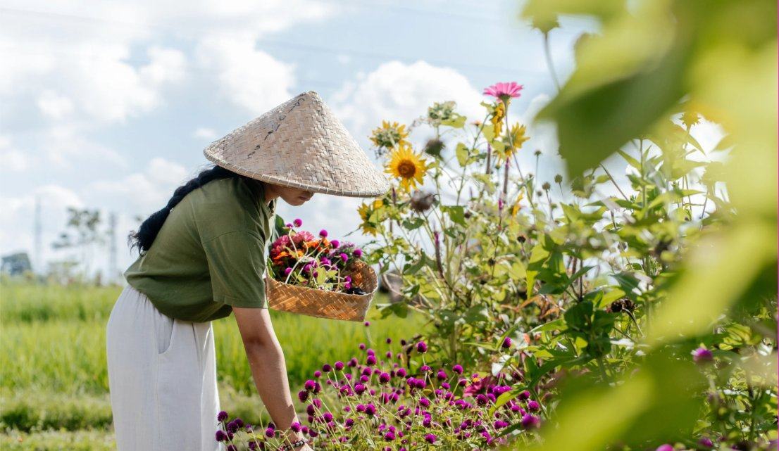 A team member picking flowers in the garden beside the rice fields