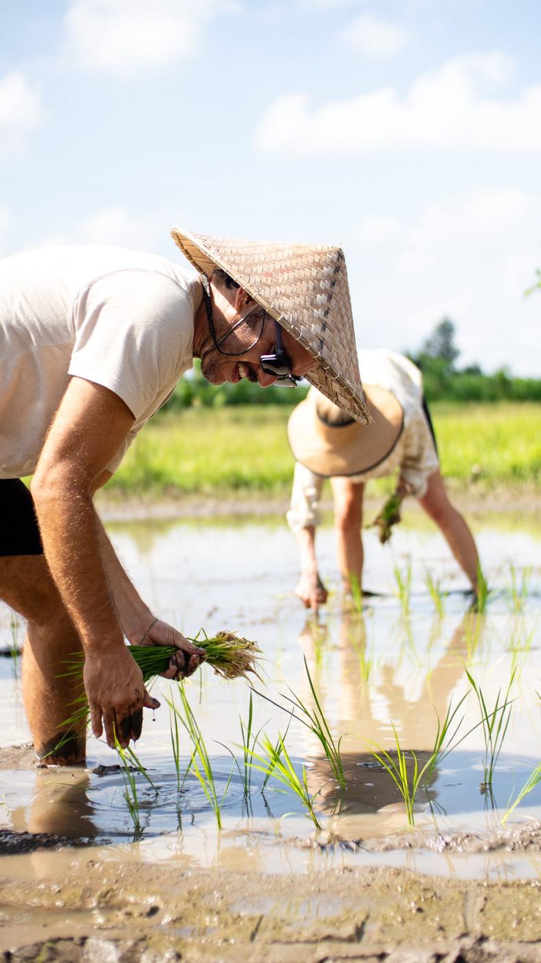 Trays of rice seedlings