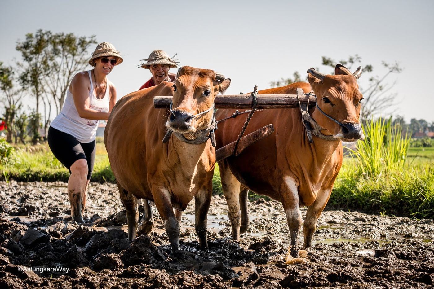A visitor and a farmer ploughing a muddy paddy behind two Bali cattle