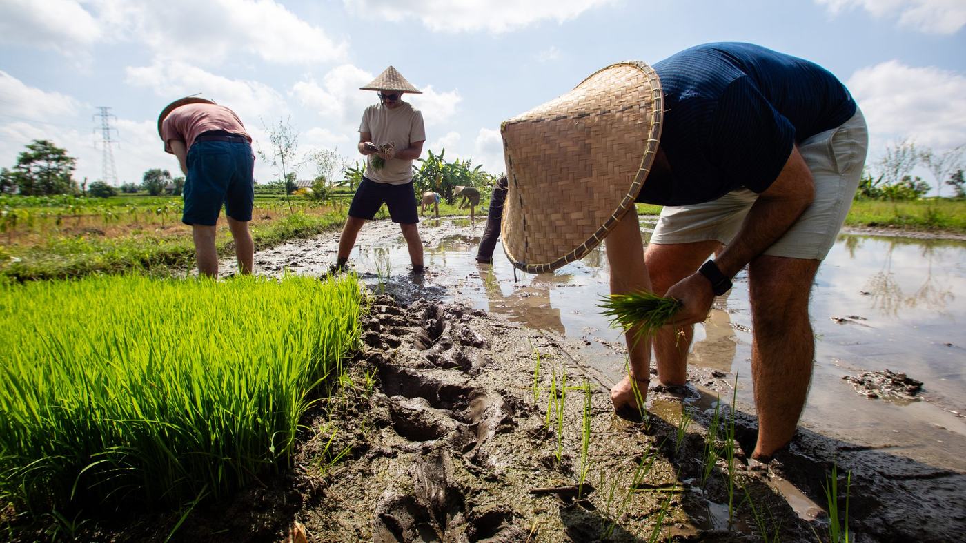 Visitors planting rice seedlings by hand in a flooded paddy