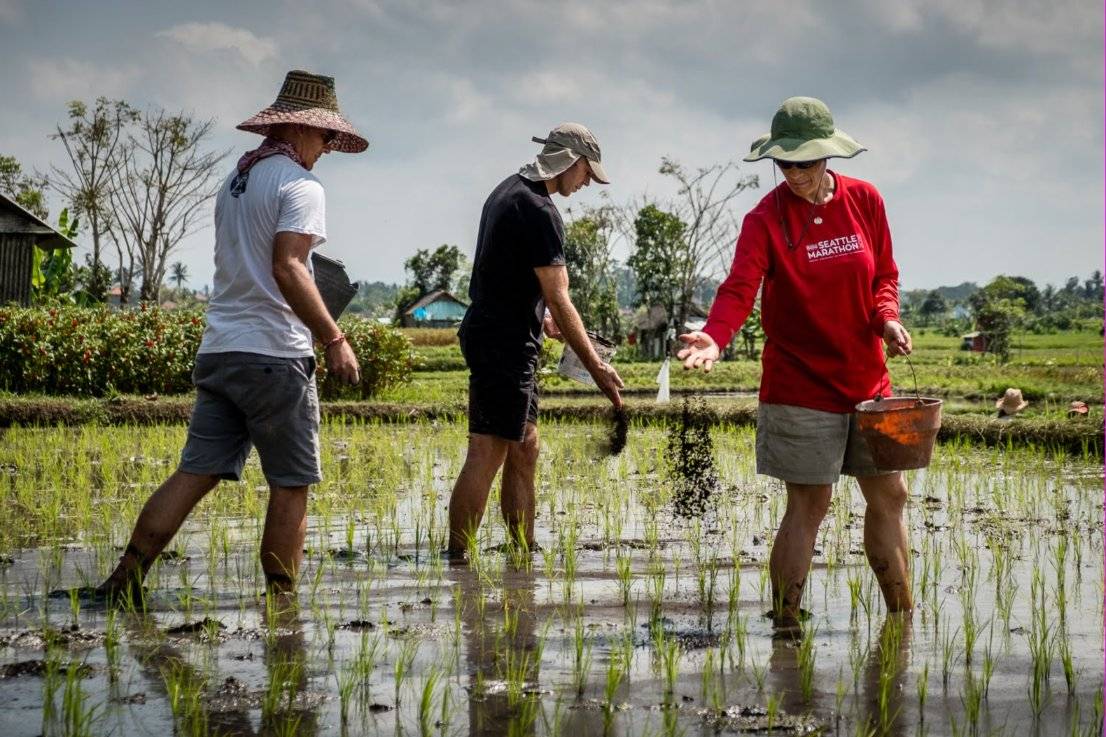 Visitors spreading organic fertiliser by hand in a young rice paddy